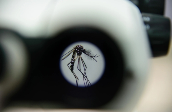 MOSQUITO AEDES VISTO DO MICROSCÓPIO