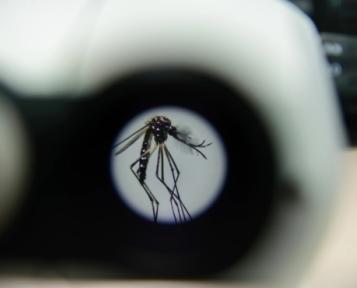 WOLBACHIA VISTO DO MICROSCÓPIO