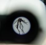 WOLBACHIA VISTO DO MICROSCÓPIO